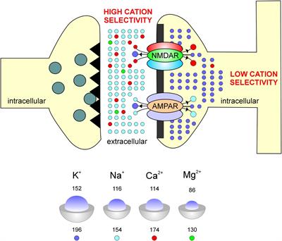 A Model for Predicting Cation Selectivity and Permeability in AMPA and NMDA Receptors Based on Receptor Subunit Composition